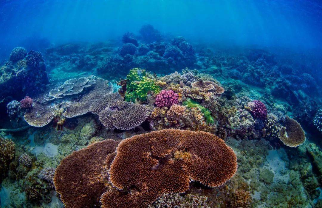 岛还通过邀请明星嘉宾,微博大v,水下摄影师等共同开展水下种植珊瑚