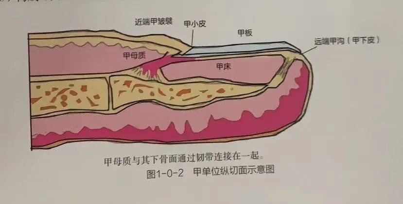 仁济健康丨指甲的月牙越大身体越好医生这样的指甲才应重视严重的或已