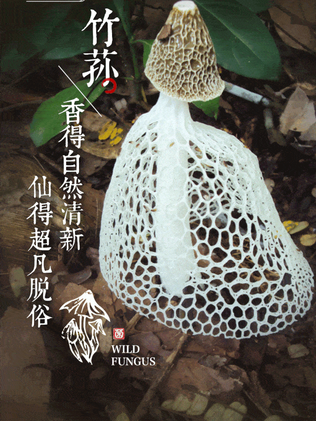 of fungus spring up like bamboo shoots after the rain,making
