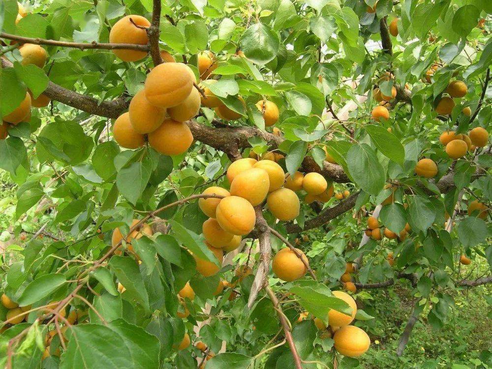 【今日东庄】"油杏"遇见你 尝一尝夏天的味道!