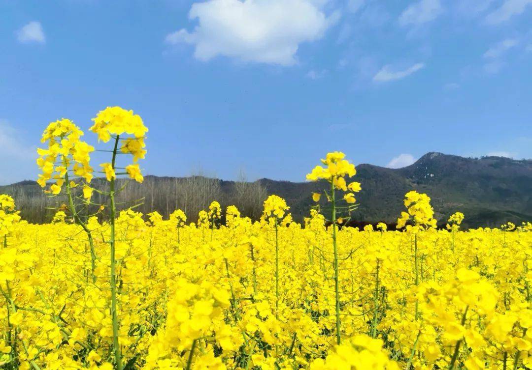 胡铭:黄花随处亦精神_油菜花