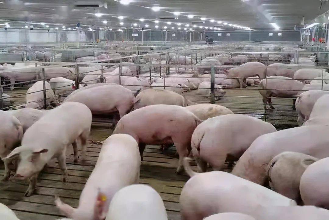 引进种猪600头 合江这家现代化养猪场建成投用_发展