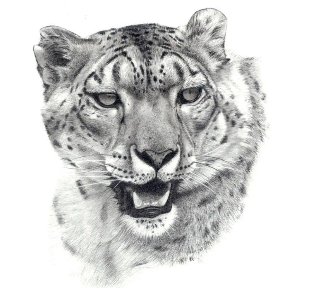 不论你是专业创作者还是野生生物爱好者,▲ 栩栩如生的自然绘画《雪豹