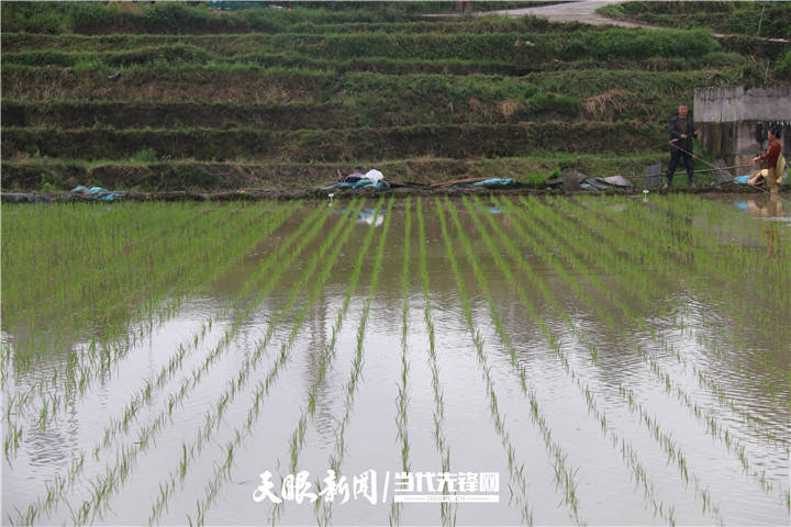 以水稻钵体湿润育秧技术撬动市场,麻江县农业社会化服务初步成型:新