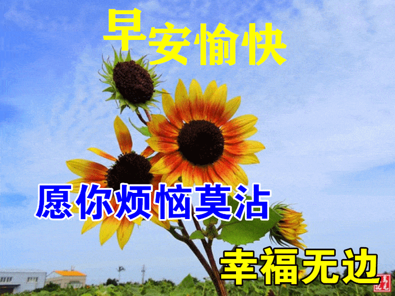 最漂亮早上好动态表情图片大全,早晨好动图美图大全