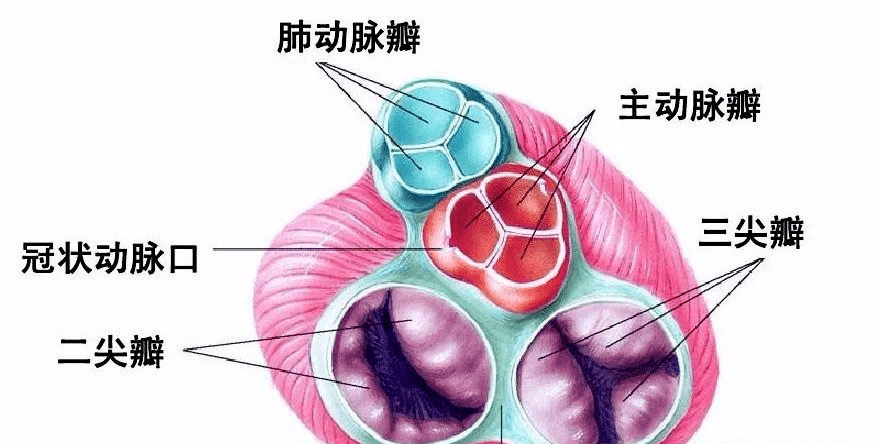 窦房结位于前腔静脉和右心耳之间的沟内,心外膜下.