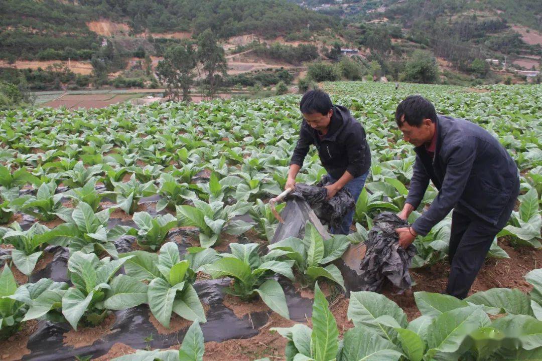 烤烟揭膜培土正当时,南涧"三个举措"助力烟农种好烤烟