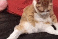 每日有趣gif图片#小羊肖恩的原型是?