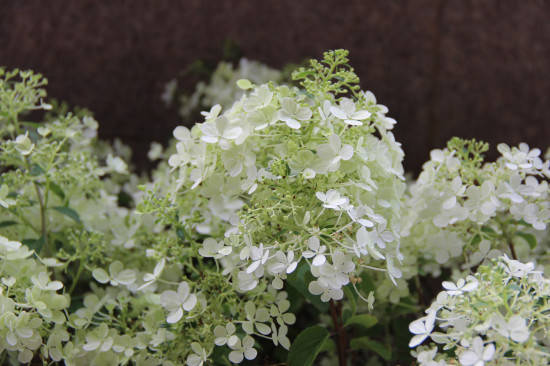 吴山景区圆锥绣球进入盛花期