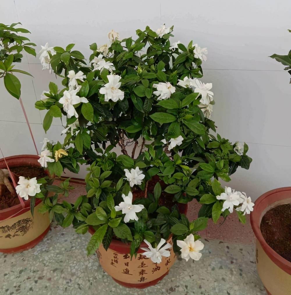 第一,养盆栽栀子花不能缺肥