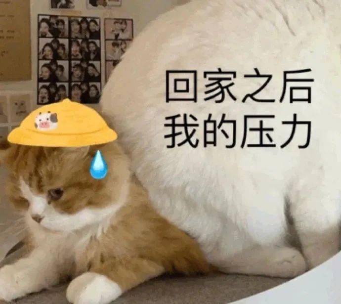 超萌的表情!这谁顶得住啊?