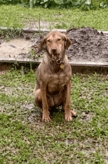 狗子独自坐在雨中淋了半小时,网友心疼坏了:它是不是失恋了?