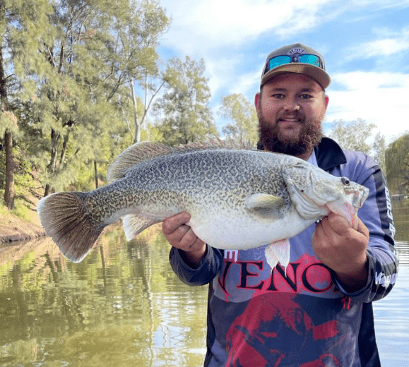 今年的 龙纹斑(murraycod,有名 墨瑞鳕)个头儿比往年大了至少15-20cm