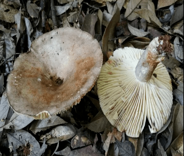 长毒蘑菇,比如鹅膏菌,亚稀褶红菇等一些有毒种类也可以生长在松林中