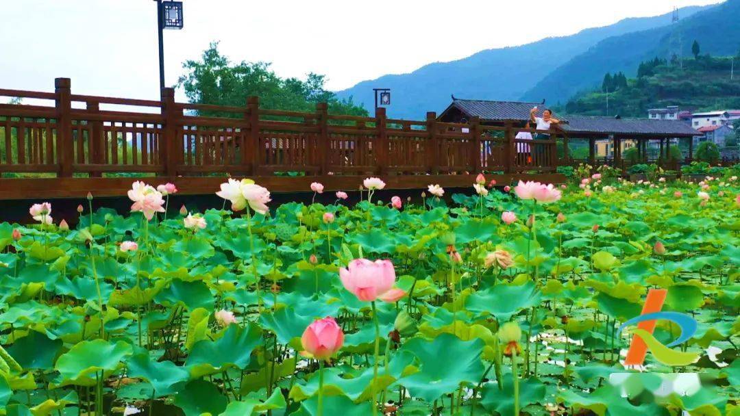 荷花池畔农舍悠然开州十里竹溪好一幅美妙夏日景致