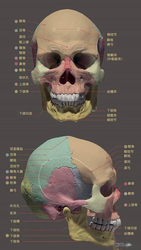 图注:龙人头骨的解剖学特征,图片来自网络