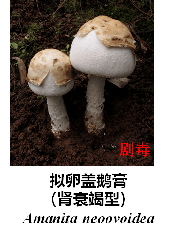 四川省和重庆市常见毒蘑菇