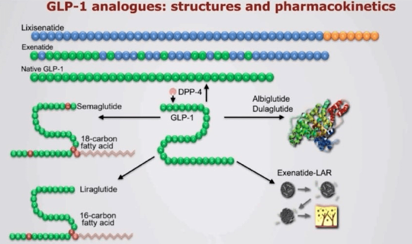 图10:延长glp-1半衰期的机制例如,司美格鲁肽通过氨基酸改造和脂肪酸