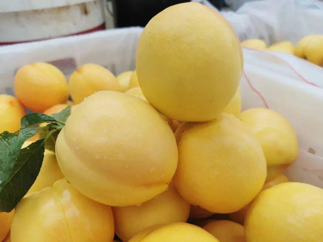 黄油桃集水蜜桃的水分和油桃的脆感于一身,果肉鲜黄,水分足甜度高