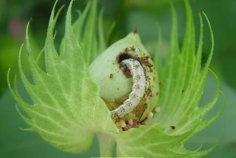 榕哥烙科第376期没有转基因就没有中国棉