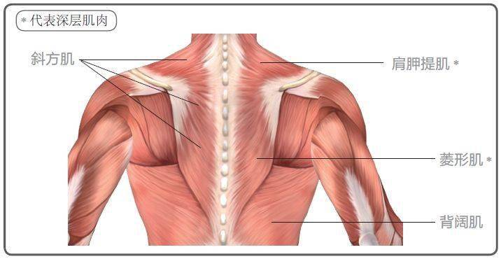 背阔肌 背阔肌是人体最大的一块阔肌,呈三角形.