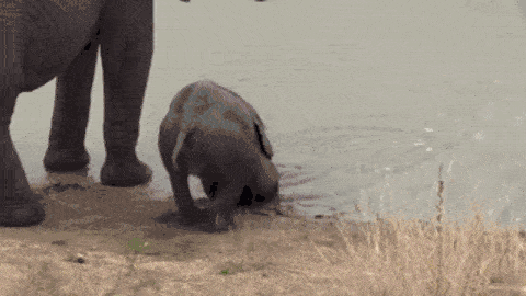 【名嘴手一滑】王静:原来小象才是最萌的生物
