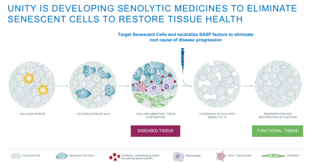 随着人们的衰老,体内的组织中会出现衰老细胞(senescent cells).