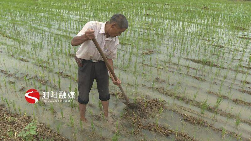 小暑过后降雨增多水稻田管要跟上