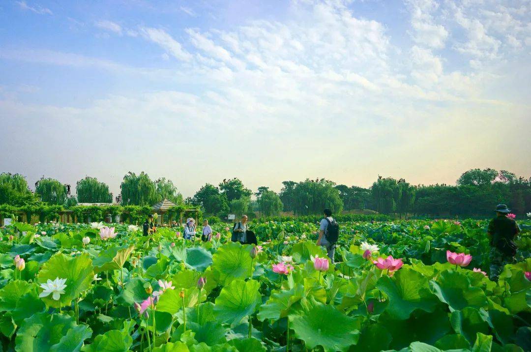 圆明园荷花品种基地位于 多稼如云景区,这是园内品种最多,最集中的