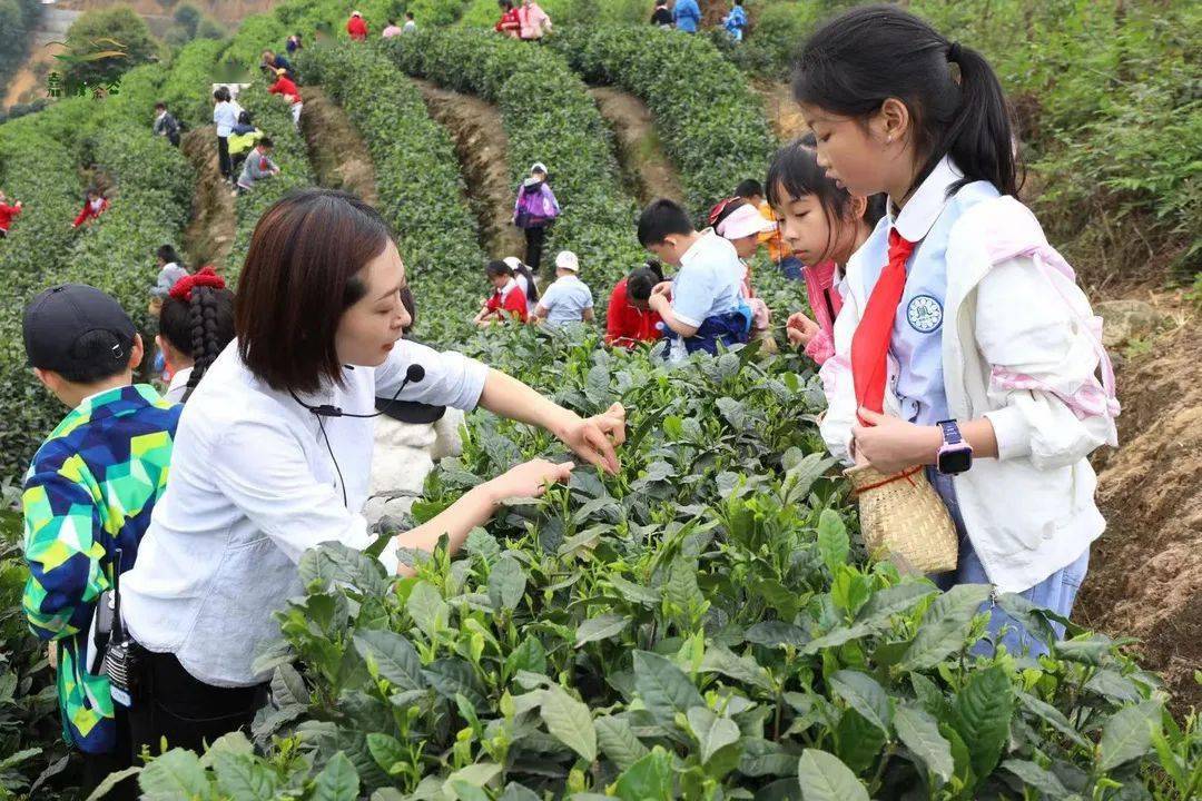 暑期研学③走去乐山这些地方体验采茶好时光感悟名人文化