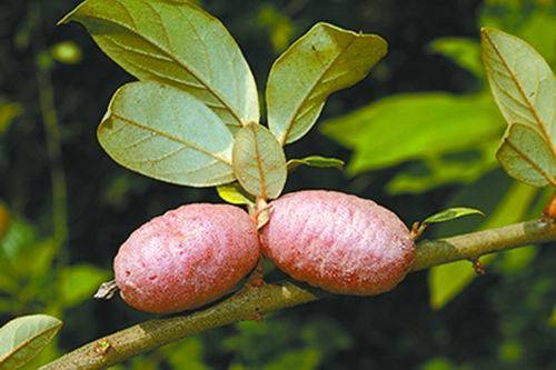 "消失"百年的竹生羊奶子果实 中科院昆明植物研究所供图