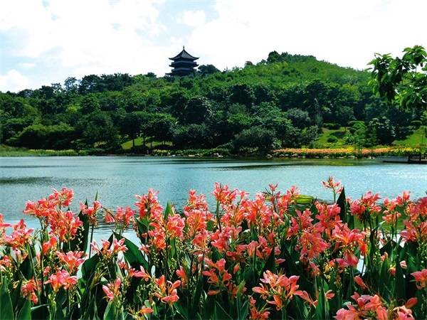 美在当夏 来青秀山邂逅"夏雨荷"
