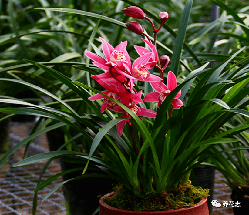 建兰红贵妃,夏季盆栽养兰首选!一杆能开花10朵以上