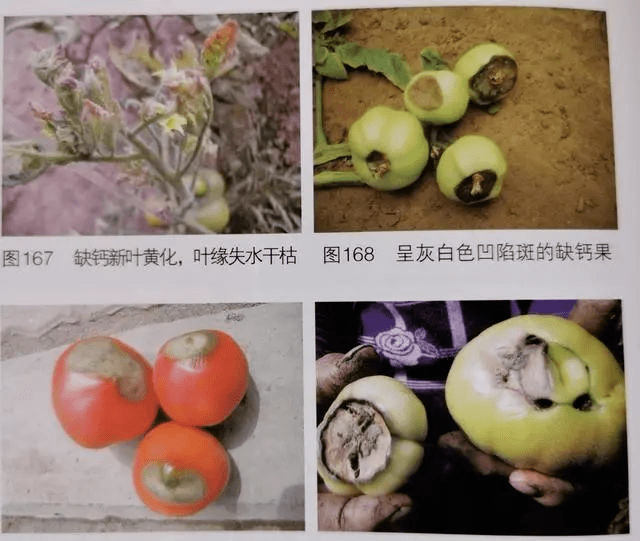 三:缺钙症(脐腐病)  钙素在植株体内不易转移,缺钙时首先是幼叶表现