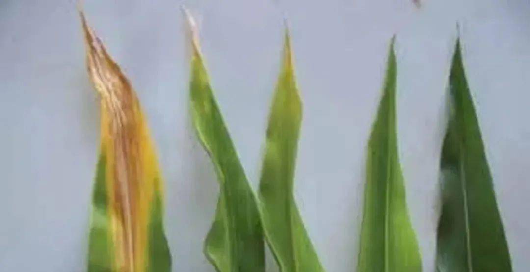 玉米从六叶期到吐丝常见问题