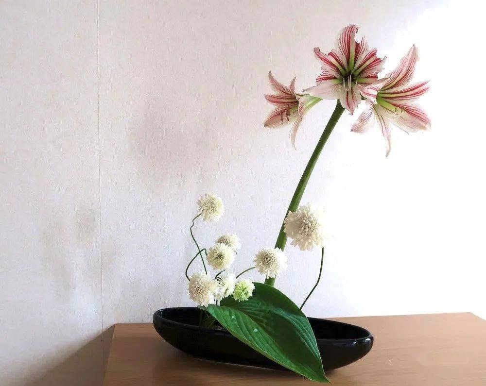 朱岚插花朱顶红夏椿姫桧扇水仙看看都是些什么花