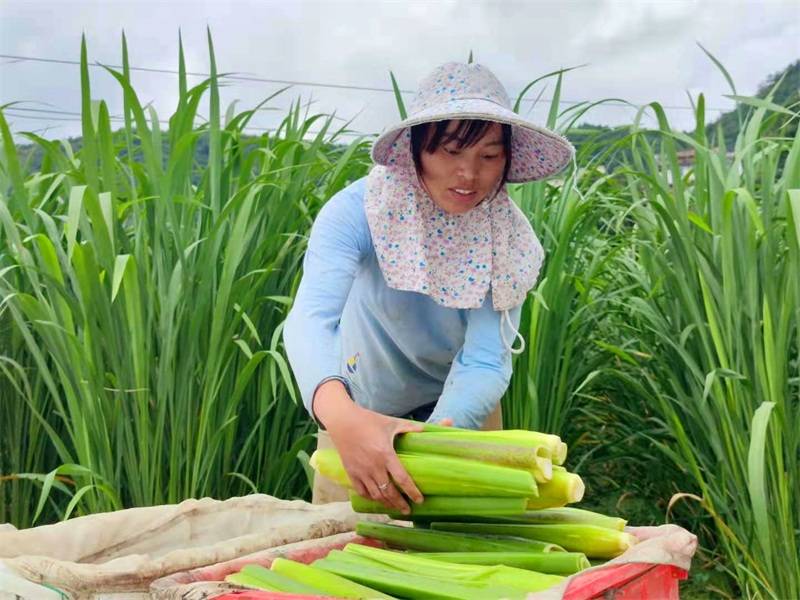 三都中和镇百亩茭白喜获丰收