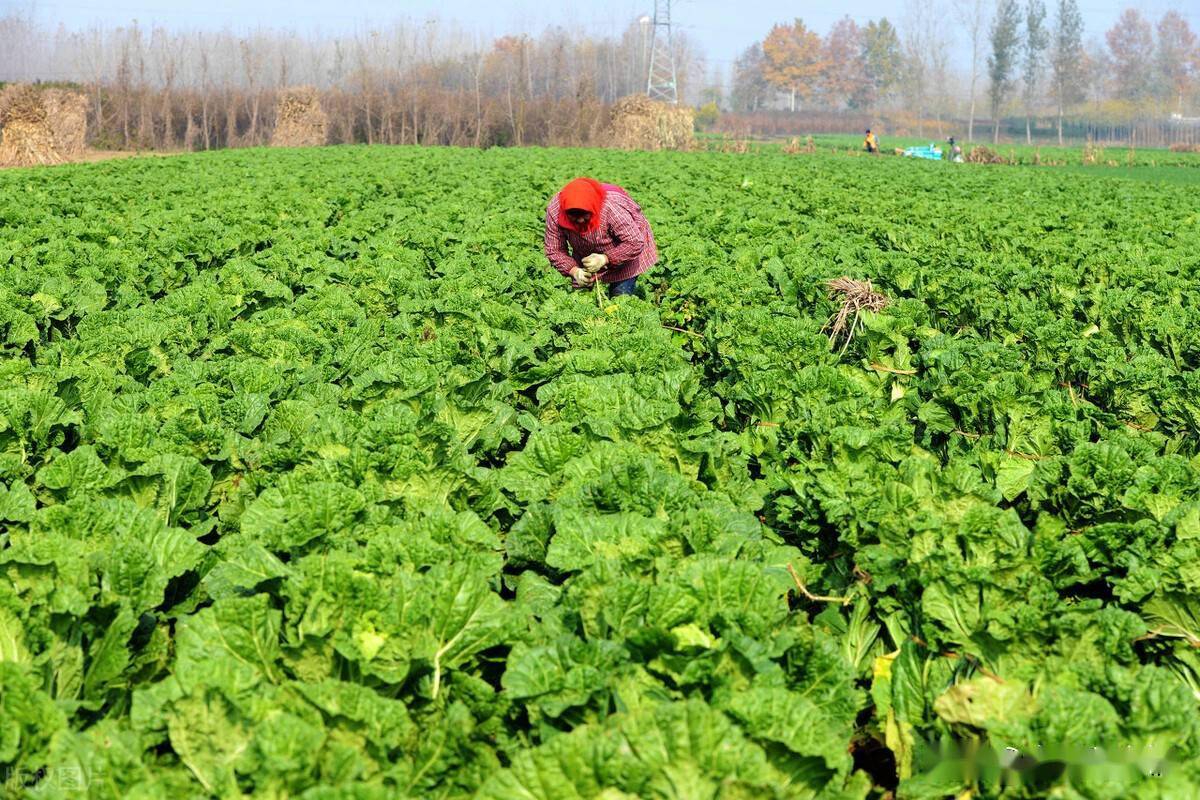 老菜农总结出一套大白菜的高产方法,掌握好这几点,年年稳产