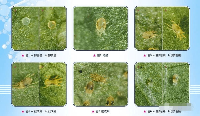 蔬菜二斑叶螨的识别与防治要点