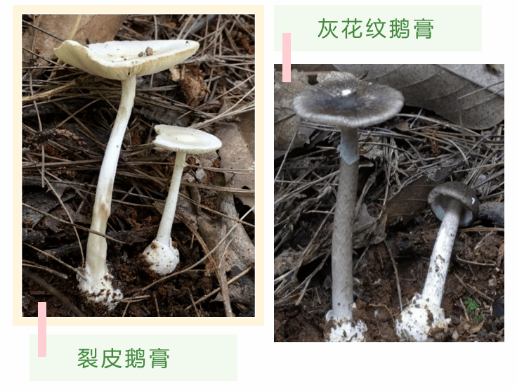 灰花纹鹅膏,裂皮鹅膏属于肝肾功能损害型毒蘑菇,潜伏期6-12小时,如果