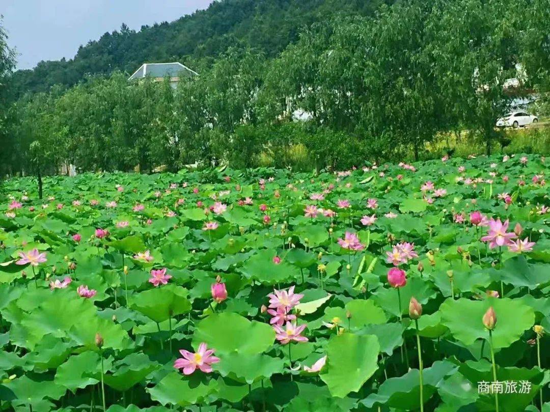 晚风吻尽荷花叶,任我醉倒在池边 粉的,白的花儿随风摇曳 绿的荷叶绵延