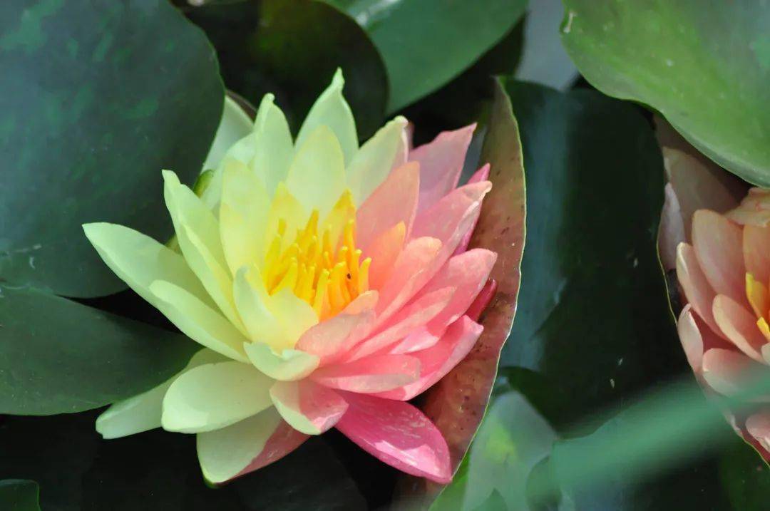 "世界睡莲冠军"万维莎,一朵莲花开出红黄两种奇异花色;有着"花魁"之称