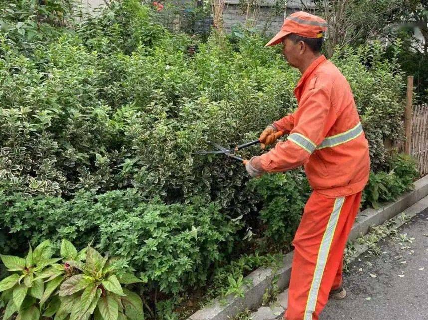 修剪篇 让绿植更加美观进入7月,烈日炎炎,随着气温不断升高,绿化管理