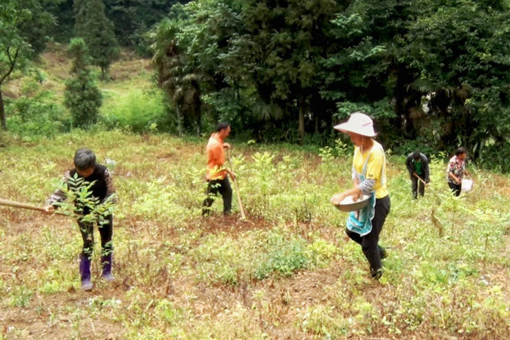 开阳县毛云乡:做强特色产业 助推乡村振兴