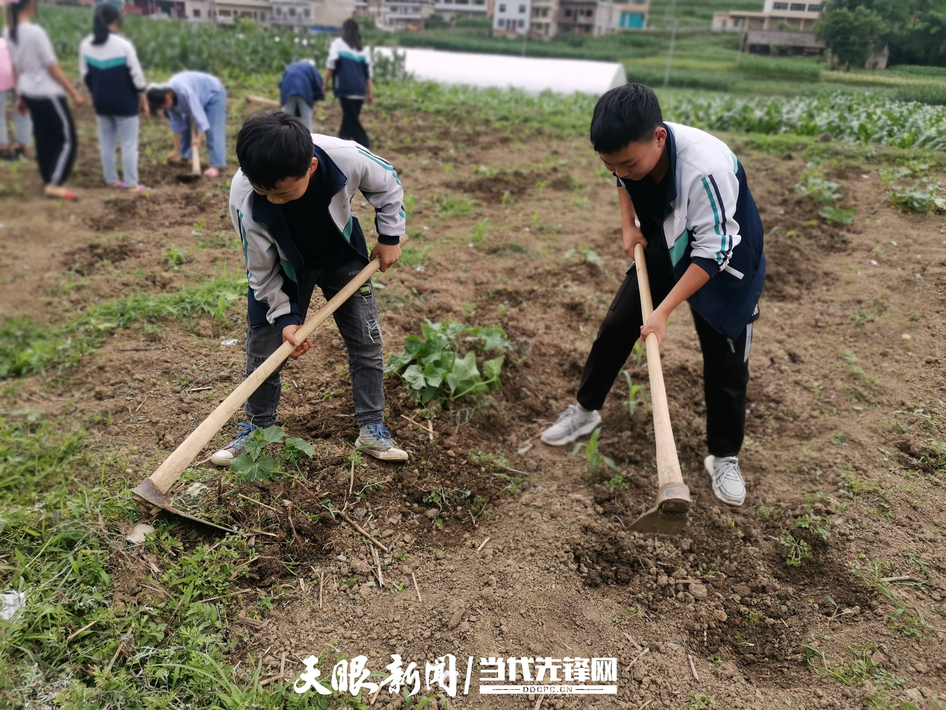 学生动手种菜获丰收黔西市羊耳小学劳动教育结硕果