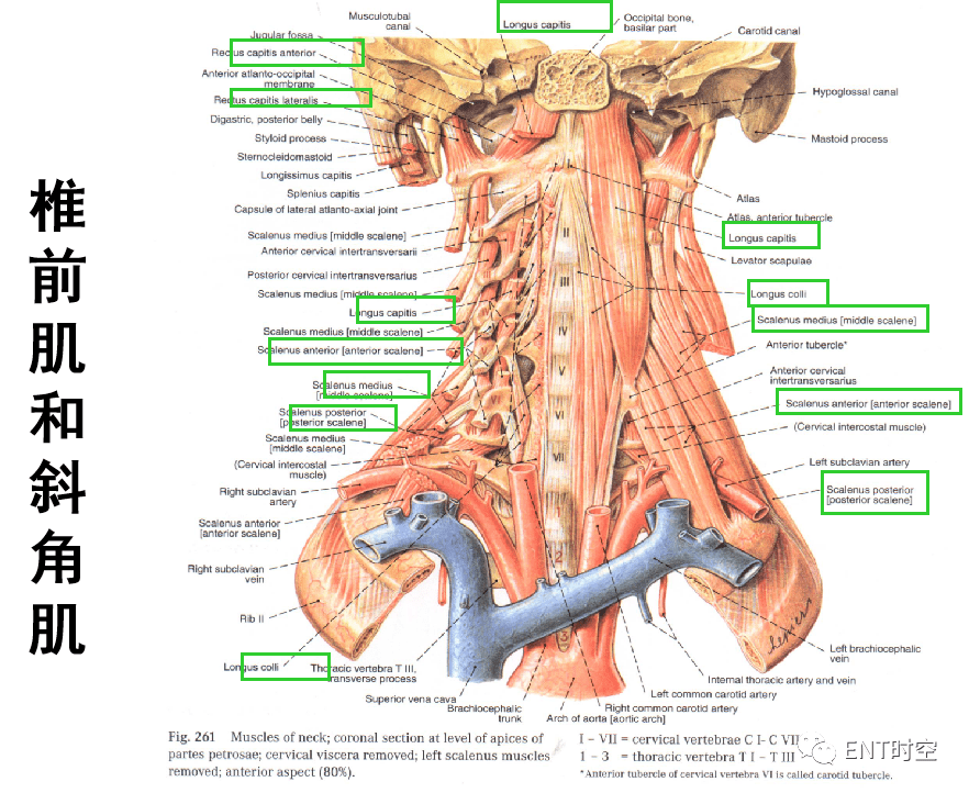 血管格:纵行排列于内脏器官的两侧,包括颈总动脉,颈内动脉,颈外动脉