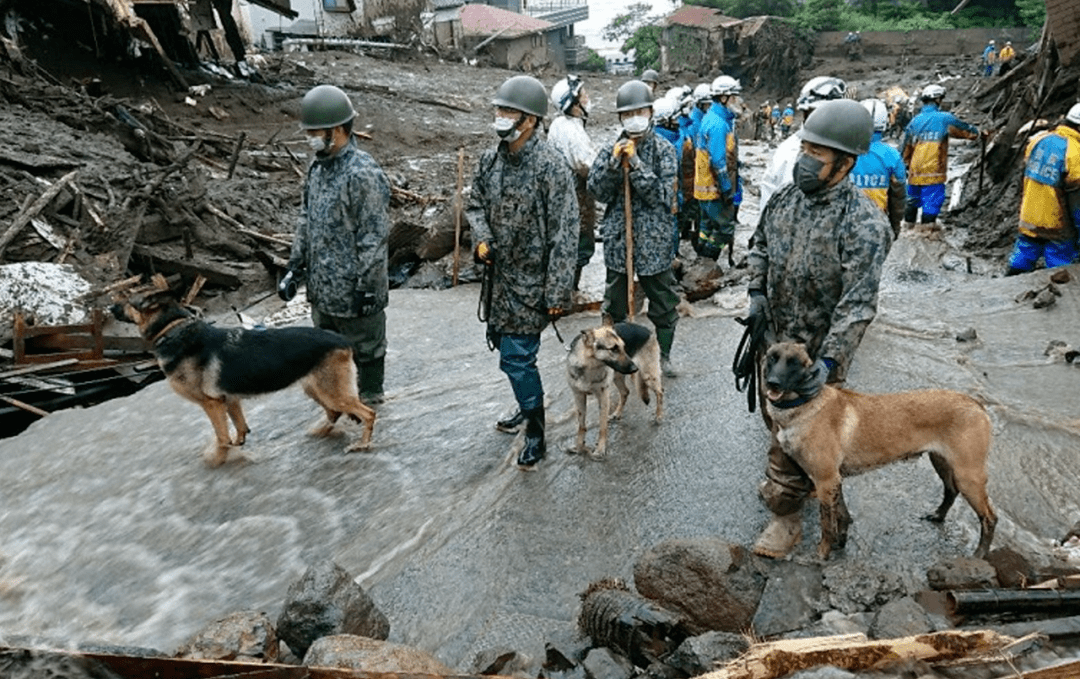 日本泥倾泻5只搜救犬累到透支,网友心疼:辛苦你们了!