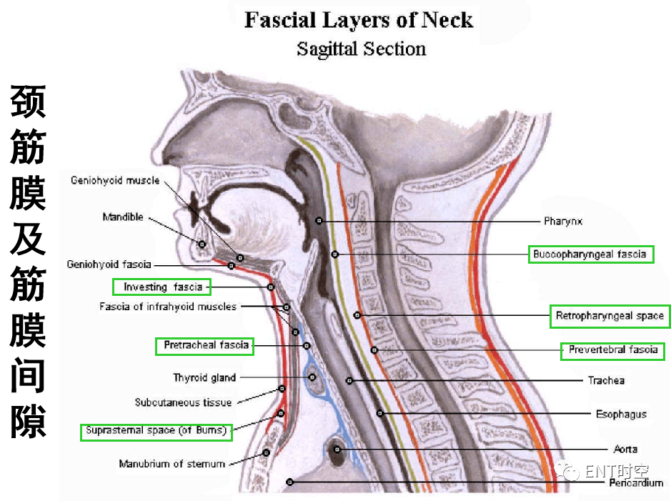 颈部和喉断层解剖