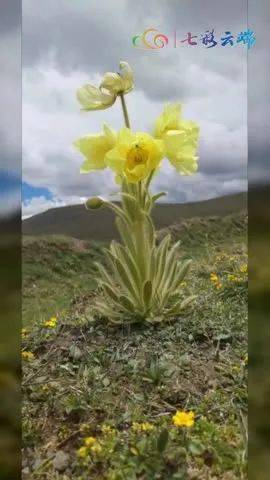 罂粟科(papaveraceae)绿绒蒿属(meconopsis)植物,具有很高的观赏价值
