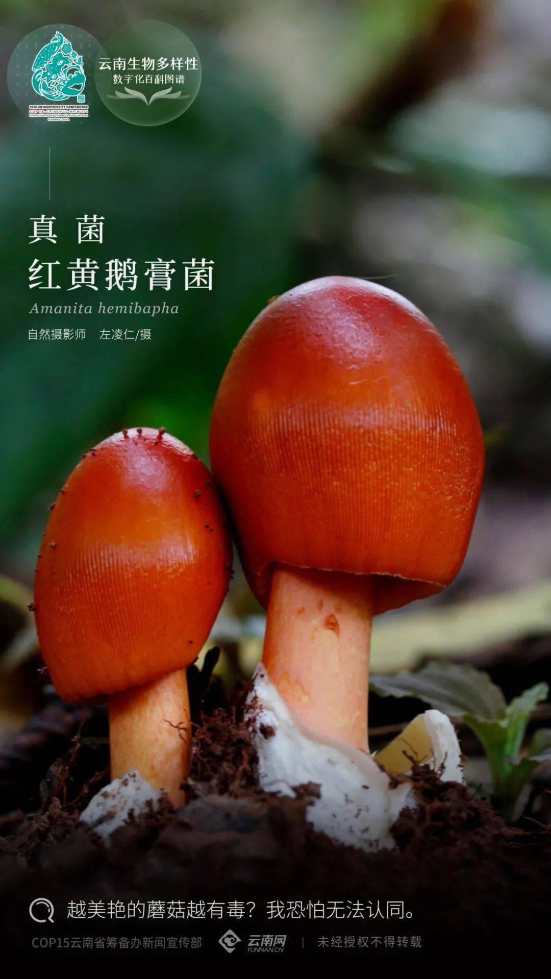 amanita hemibapha 红黄鹅膏菌,隶属于担子菌门,蘑菇纲,蘑菇目,鹅膏